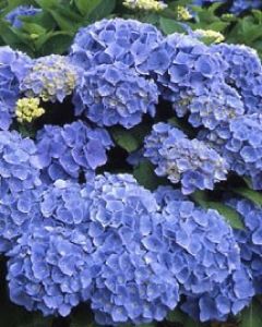 Wanneer klimhortensia snoeien